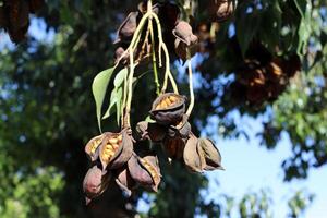 Brachychiton growing in a city park in Israel. photo