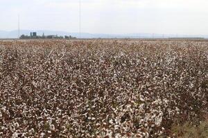 Cotton is a plant fiber that covers cotton seeds photo