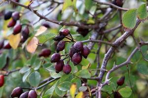 A rose hip grows and bears fruit in a city park in Israel. photo