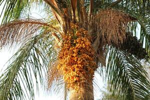 Dates are ripe on a tall palm tree in a city park. photo