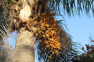 Dates are ripe on a tall palm tree in a city park. photo