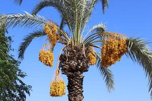 fechas son maduro en un alto palma árbol en un ciudad parque. foto