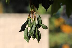 Brachychiton growing in a city park in Israel. photo