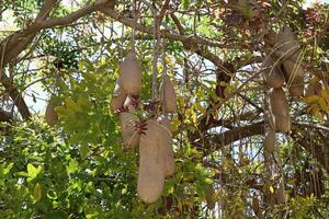 Breadfruit in a city park in Israel. photo