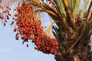 Dates are ripe on a tall palm tree in a city park. photo