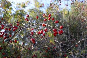 A rose hip grows and bears fruit in a city park in Israel. photo