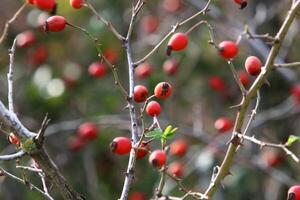 A rose hip grows and bears fruit in a city park in Israel. photo