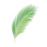 Abstract tropical leaves illustration on white background vector