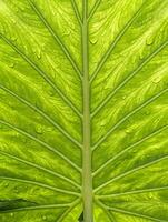 Alocasia odora, Giant elephant ear, green textured leaf, nature and plants background photo