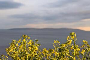 Yellow flowers, ocean and mountains blurred in background, nature template, copy space area, wild flowers photo
