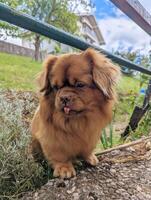 Cute little brown dog portrait playing in the green gras at park photo