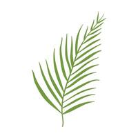 Abstract tropical leave on white background vector