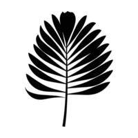 silueta de palma hoja a, conjunto de palma hojas siluetas vector