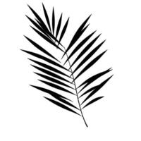 silueta de palma hoja a, conjunto de palma hojas siluetas vector