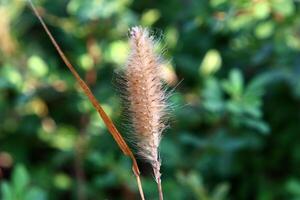 Green plants and flowers close up. Abstract natural background made of plants and flowers. photo