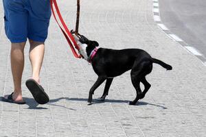 A dog on a walk in a city park. photo