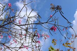 Branch of a tall tree against a background of blue sky. photo