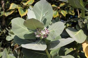 Adán manzana frutas y flores en un ciudad parque en Israel. foto