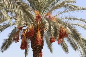 fechas son maduro en un alto palma árbol en un ciudad parque. foto