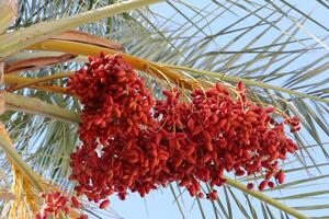 Dates are ripe on a tall palm tree in a city park. photo