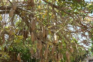 Breadfruit in a city park in Israel. photo