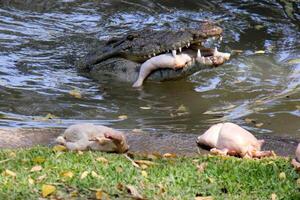 A crocodile lives in a nursery in northern Israel. photo