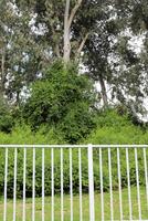 verde plantas y flores crecer a lo largo un cerca en un ciudad parque. foto