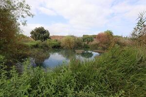 Ein Afek Nature Reserve in northern Israel. Wetland with an abundance of animals and accessible trails photo