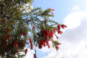 Branch of a tall tree against a background of blue sky. photo