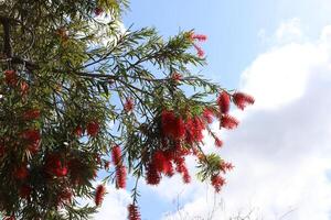 rama de un alto árbol en contra un antecedentes de azul cielo. foto