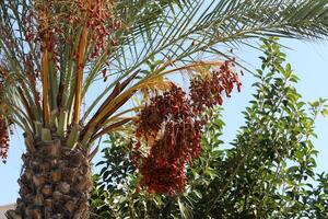 Dates are ripe on a tall palm tree in a city park. photo