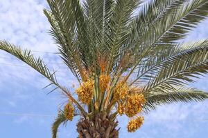 Dates are ripe on a tall palm tree in a city park. photo