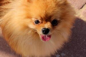 A dog on a walk in a city park. photo