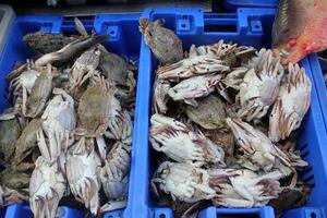 Seafood is sold at a bazaar in Israel. photo