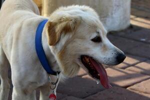 A dog on a walk in a city park. photo