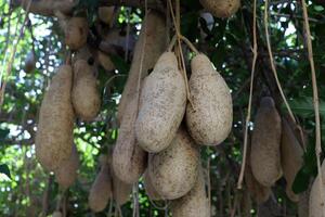 Breadfruit in a city park in Israel. photo