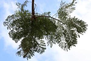 Branch of a tall tree against a background of blue sky. photo