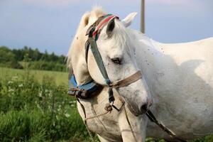 The horse is a domestic equid animal. photo