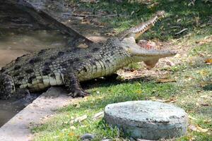 A crocodile lives in a nursery in northern Israel. photo