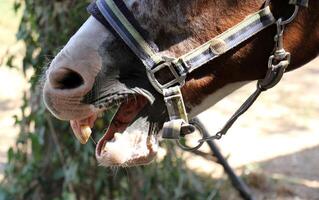 el caballo es un Doméstico equid animal. foto