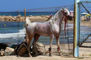 el caballo es un Doméstico equid animal. foto