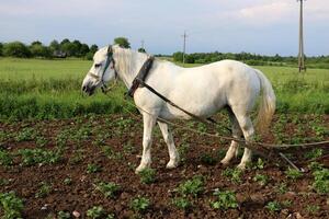 The horse is a domestic equid animal. photo