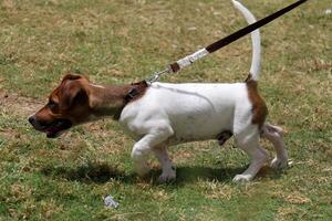 un perro en un caminar en un ciudad parque. foto