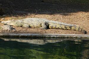 un cocodrilo vive en un guardería en del Norte Israel. foto