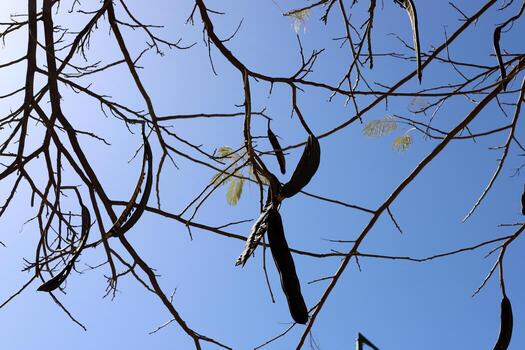 Branch of a tall tree against a background of blue sky. photo