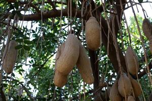 Breadfruit in a city park in Israel. photo