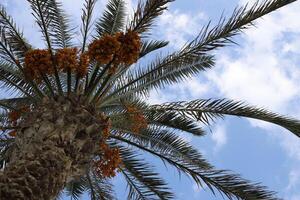 Dates are ripe on a tall palm tree in a city park. photo