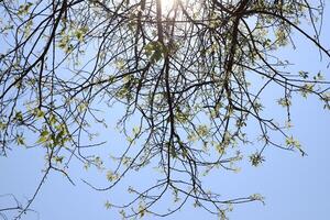 Branch of a tall tree against a background of blue sky. photo