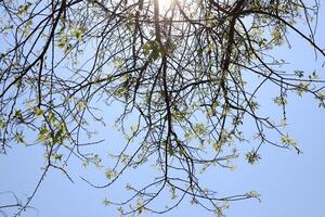 Branch of a tall tree against a background of blue sky. photo