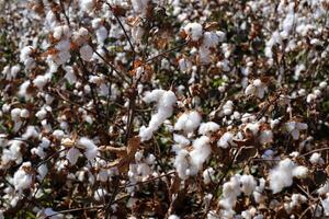 Cotton is a plant fiber that covers cotton seeds photo